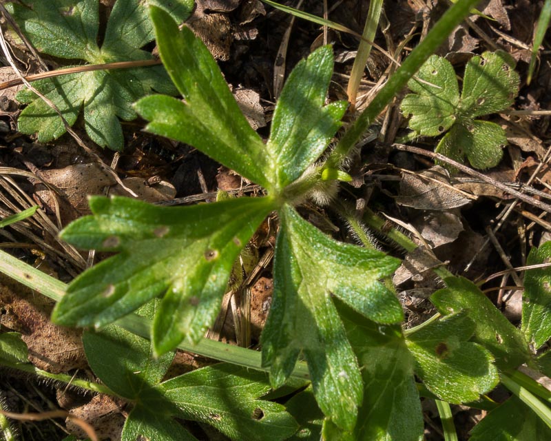 Ranunculus lanuginosus